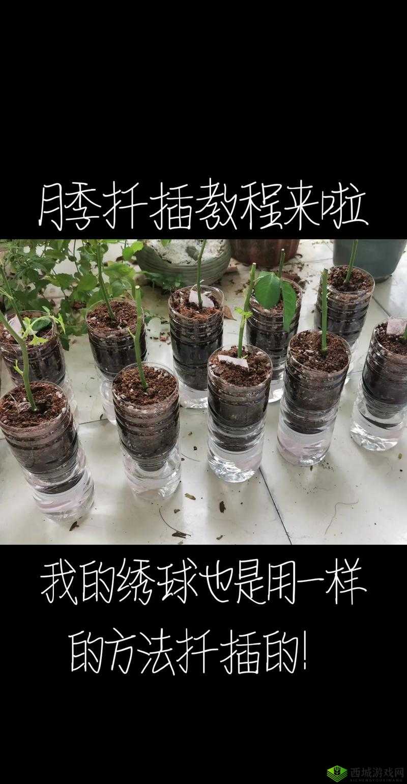 日本 72 种扦插方式：揭秘日本独特的植物繁殖技巧