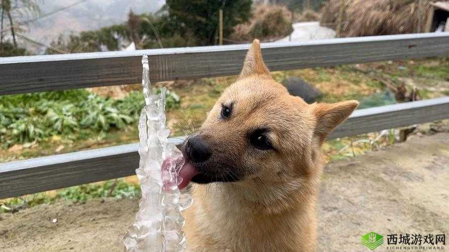 被自己家狗上瘾了怎么办：爱犬成癖，如何是好？