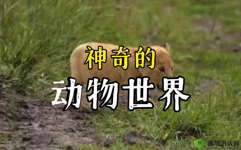 ZOOM 动物:神奇的生物世界
