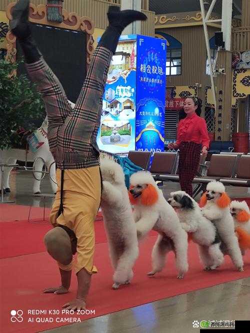 美国 ZOOM 人狗视频:令人震惊的一幕