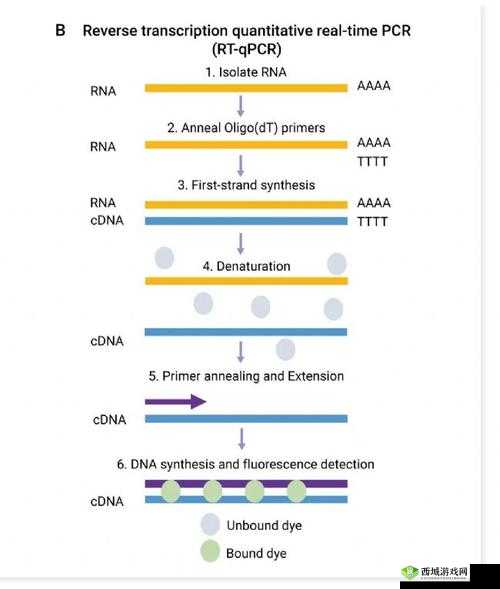杂交技术助力基因研究:rna 与 cDNA 的奥秘