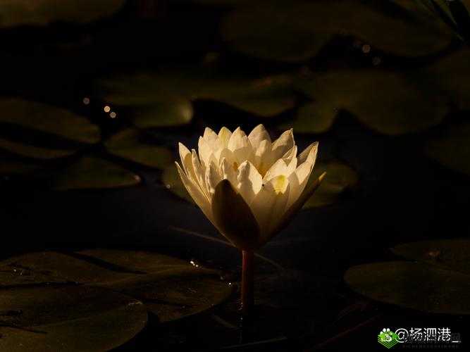 女人晚上莲花开的害处:可能引发的一系列健康与生活问题探讨